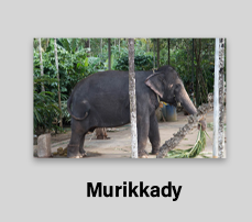 Murikkady