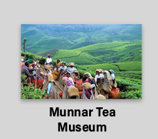 Tea Museum